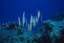 School of Shrimpfish / Razorfish {Aeoliscus strigatus} camouflaged by resting upside down amongst Longspine black sea urchins