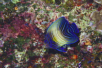 Semicircle Angelfish juvenile {Pomacanthus semicirculatus} Okinawa, Japan