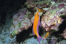 White-Banded / Scarlet Skunk Cleaner Shrimp {Lysmata amboinensis} cleaning Bicolor anthias {Pseudanthias bicolor} Okinawa, Japan