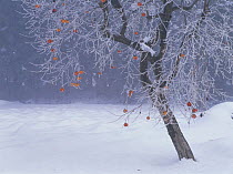 Japanese / Oriental Persimmon / Kaki tree {Diospyros kaki} with fruits in winter, Fukushima, Japan
