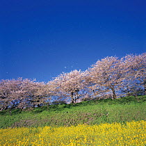 Yoshino Cherry blossom {Prunus (Cerasus)  yedoensis 'Yedoensis' Brassica sp} Saitama, Japan