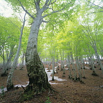 Japanese Beech woodland {Fagus crenata} in spring with melting snow, Niigata, Japan