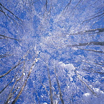Looking up into the canopy of Japanese Beech {Fagus crenata}  trees covered in snow in early spring, Fukushima, Japan