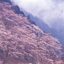 Yoshino Cherry trees {Prunus / Cerasus  yedoensis 'Yedoensis'} in blossom on hillside with fog behind,  Lake Tama, Japan