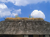 Lilies flowering on a thatched roof, Toono, Iwate, Japan