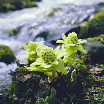 Japanese Butterbur {Petasites japonicus} growing beside a mountain stream, Hokkaido, Japan