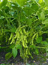 Soybeans {Glycine max} Hokkaido, Japan