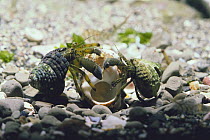 Two Hermit Crabs {Pagurus filholi} fighting over an empty shell, Japan