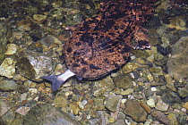 Japanese Giant Salamander {Andrias japonicus}  eating a Big-scaled redfin fish {Tribolodon hakonensis} Japan