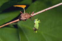 Shield bug {Picromerus fuscoannulatus} sucking body fluid from caterpillar larva of Oriental moth{Monema flavescens} Japan