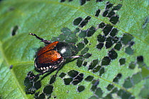 Japanese chafer beetle {Popillia japonica} feeding on Soybean leaf, Japan