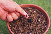 Sowing a seed of Morning Glory {Ipomoea nil} in a flowerpot, Japan