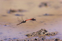 Common Skimmer dragonflies {Sympetrum frequens} pair linked together for laying eggs ,