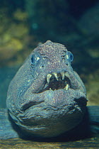 Bering Wolffish {Anarhichas orientalis} face, close-up, Japan