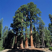 Giant Sequoia trees {Sequoiadendron giganteum} 2000-2500 years old, 500m in height, Sequoia National Park, California, USA