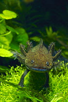 Mexico Salamander / Axolotl {Ambystoma mexicanum} captive