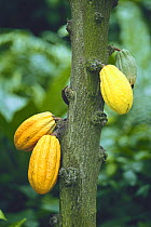 Cocoa beans {Theobroma cacao} Okinawa, Japan