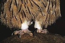 Close up of claws of Blakiston's Fish Owl {Bubo / Ketupa blakistoni} Japan