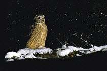 Blakiston's Fish Owl {Bubo / Ketupa blakistoni} beside water waiting to catch fish in winter, Japan