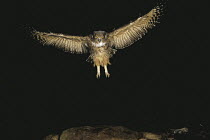 Blakiston's Fish Owl {Bubo / Ketupa blakistoni} flying, Japan