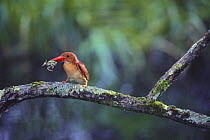 Ruddy kingfisher {Halcyon coromanda} catching Japanese tree frog {Hyla japonica} Hokkaido, Japan