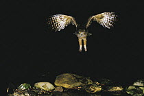 Blakiston's fish owl {Bubo / Ketupa blakiston} flying, Hokkaido, Japan