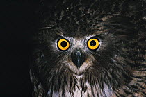 Blakiston's fish owl {Bubo / Ketupa blakiston} eyes shining bright at night, Hokkaido, Japan