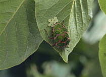 Clown Stink Bug {Poecilocoris lewisi} laying eggs on the leaves of Kobus Magnolia, Japan