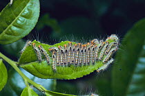 Tea Tussock Moth caterpillar larvae {Euproctis pseudoconspersa} feeding on tea leaf, Japan