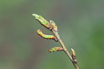 Japanese Oak Silkworm larva (final stage) {Antheraea yamamai} camouflaged amongst leaf buds of the Sawtooth Oak tree {Quercus acutissima} Japan
