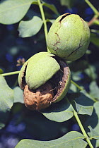 Walnuts {Juglans regia} ripening on tree, Japan