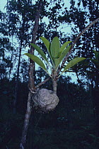 Ant-plant {Myrmecodia tuberosa} Bako National Park, Borneo, Malaysia
