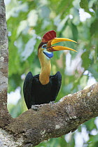 Sulawesi red nosed / knobbed hornbill {Aceros cassidix} male, Sulawesi, Indonesia