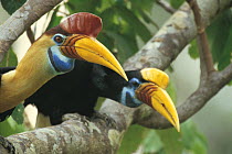 Sulawesi red nosed / knobbed hornbill {Aceros cassidix} Male (left) and female (right) Sulawesi, Indonesia