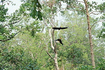 Sulawesi red nosed / knobbed hornbill {Aceros cassidix} pair flying, Sulawesi, Indonesia