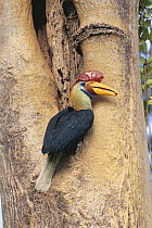 Sulawesi red nosed / knobbed hornbill {Aceros cassidix} male with fruit in beak,  Sulawesi, Indonesia