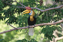 Sulawesi red nosed / knobbed hornbill {Aceros cassidix} male with fruit in beak,  Sulawesi, Indonesia