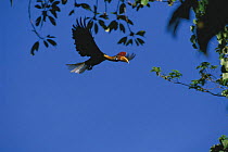 Sulawesi red nosed / knobbed hornbill {Aceros cassidix} male flying, Sulawesi, Indonesia