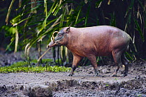 Babirusa male {Babyrousa babyrussa} Sulawesi, Indonesia