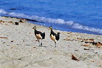 Maleo fowl {Macrocephalon maleo} pair on beach, Sulawesi, Indonesia