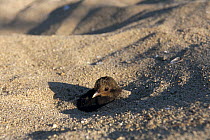 Maleo fowl {Macrocephalon maleo} chick emerging from nest in sand, Sulawesi, Indonesia