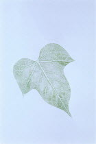 Fabric pattern created with dye from Morning Glory leaf {Ipomoea nil} Japan