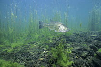 Black / Largemouth Bass {Micropterus salmoides} Biwa-ko, Shiga, Japan