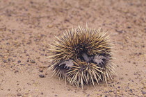 Short-beaked Echidna {Tachyglossus aculeatus} curled up, defensive display, Kangaroo Island, Australia