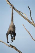 Spider Monkey {Ateles sp} hanging down with its tail looped around a branch, San Diego Zoo, California, USA