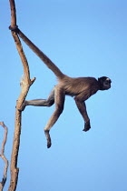 Spider Monkey {Ateles sp} balancing with its tail looped around a branch, San Diego Zoo, California, USA