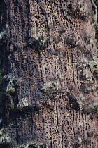 Acorns buried in tree trunk by Acorn / Black-cheeked Woodpecker {Melanerpes formicivorus} North america