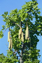 Sausage Tree fruits {Kigelia pinnata} Zambia