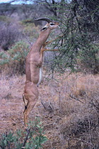 Gerenuk {Litocranius walleri} standing on hind legs to graze, Sambru NR, Kenya
