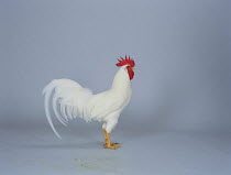Domestic Chicken (white leghorn) male {Gallus gallus domesticus}